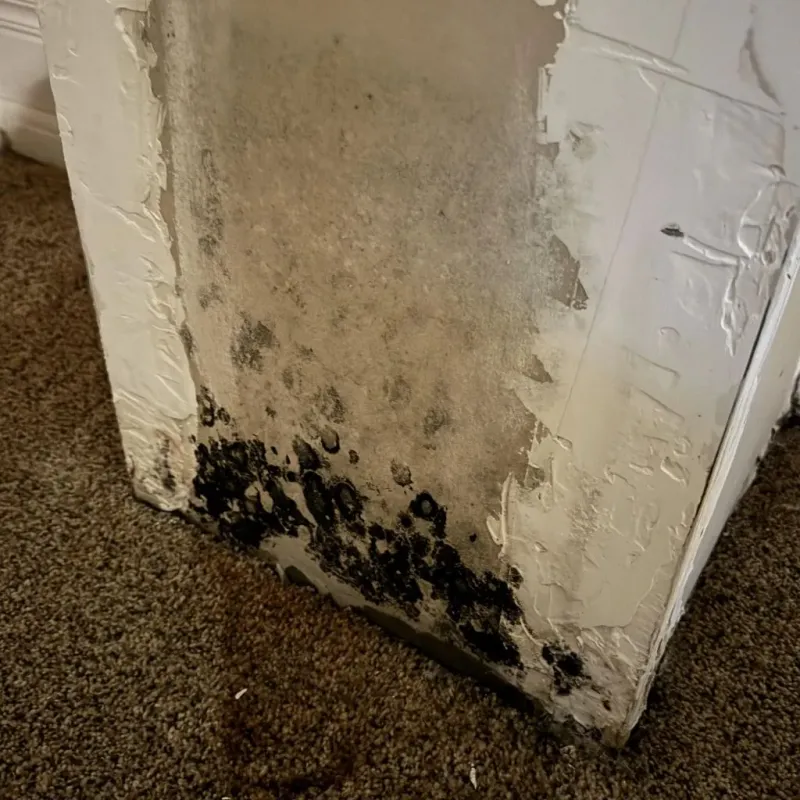 Professional Mold Removal in Clare, MI
